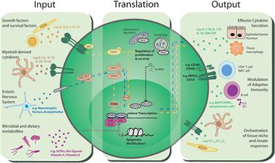 Group 3 Innate Lymphoid Cells: Communications Hubs of the Intestinal Immune System